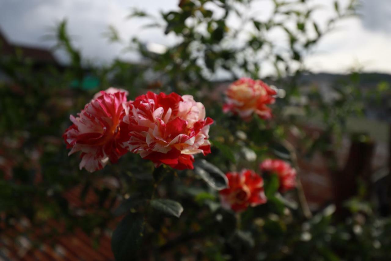 Homestay Doc Tinh Dalat Bagian luar foto